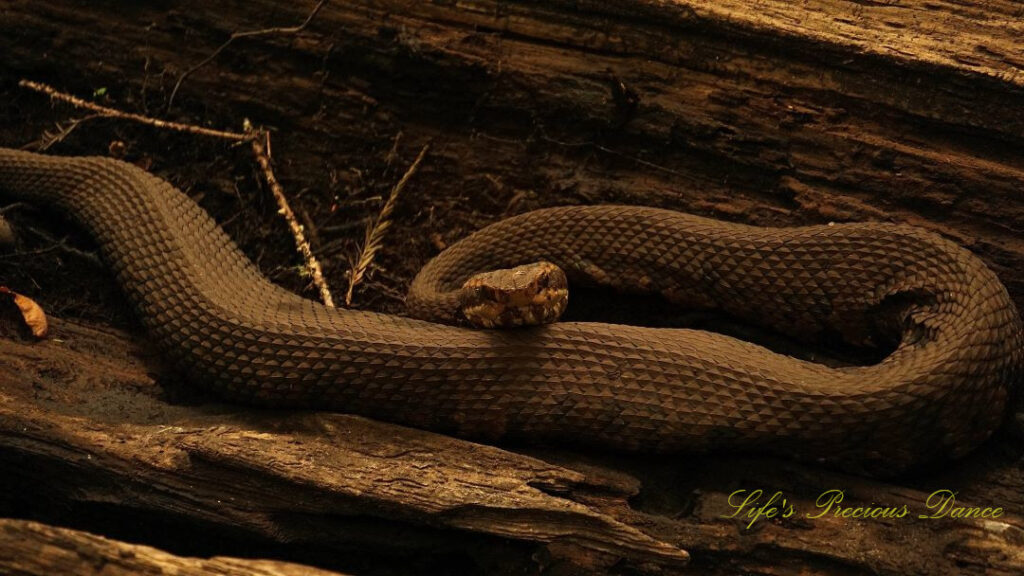 Water Moccasin resting on a downed tree in Beidler Forest staring straight ahead.