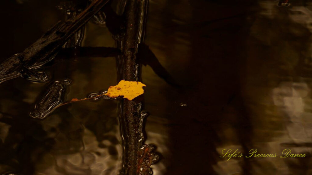 Burnt yellow leaf floating in a swampy area.