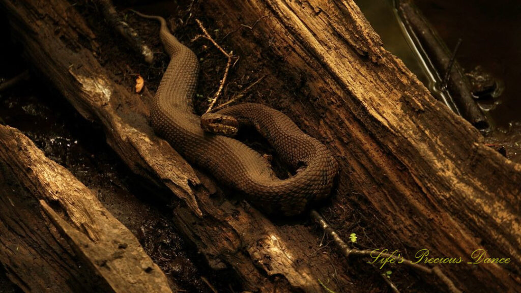 Water Moccasin resting on a downed tree in Beidler Forest.