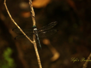 Blue skimmer dragonfly on a small branch.