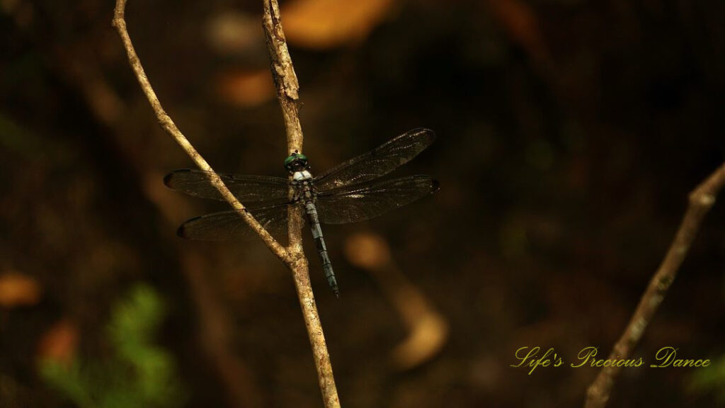 Blue skimmer dragonfly on a small branch.