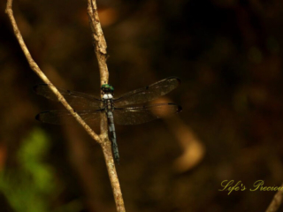 Blue skimmer dragonfly on a small branch.