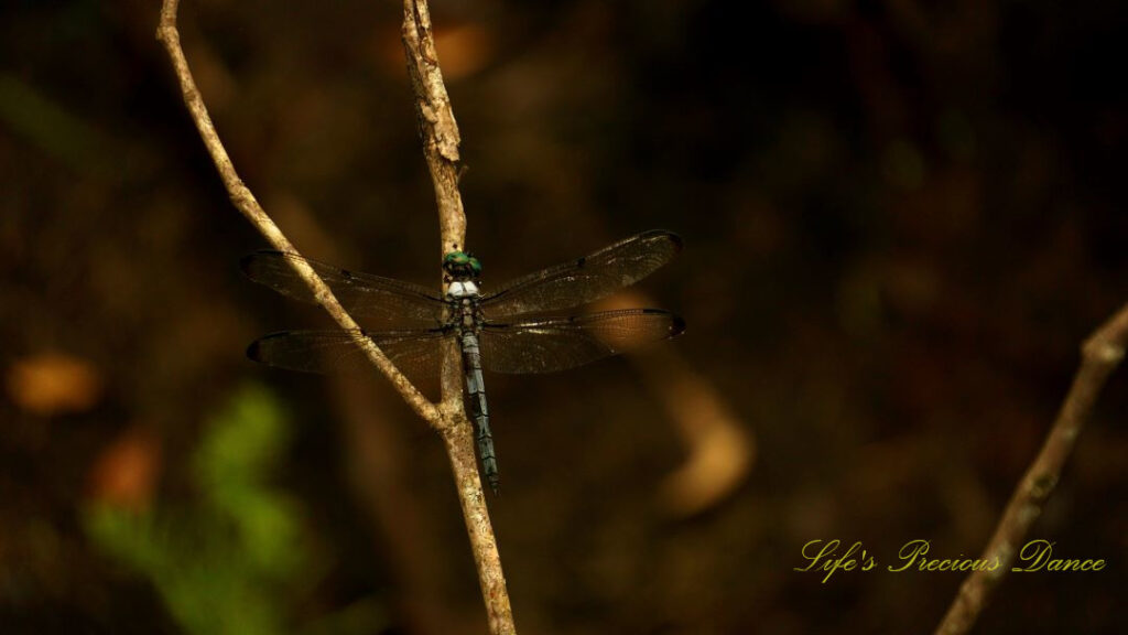 Blue skimmer dragonfly on a small branch.