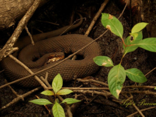 Close up of a water moccasin lying on the forest floor.