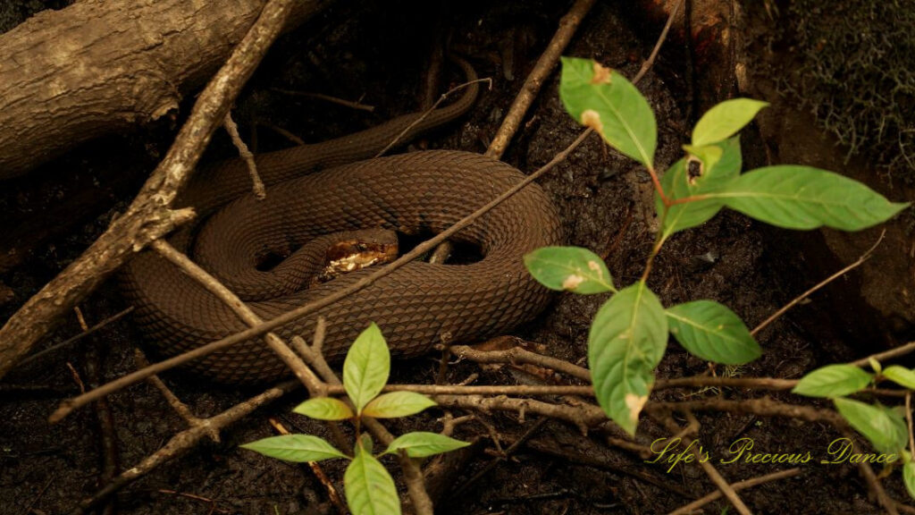 Close up of a water moccasin lying on the forest floor.