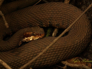 Close up of a water moccasin lying on the forest floor.