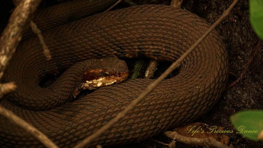 Close up of a water moccasin lying on the forest floor.