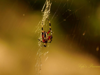 Close up of a Spotted Orbweaver in a web along a boardwalk.