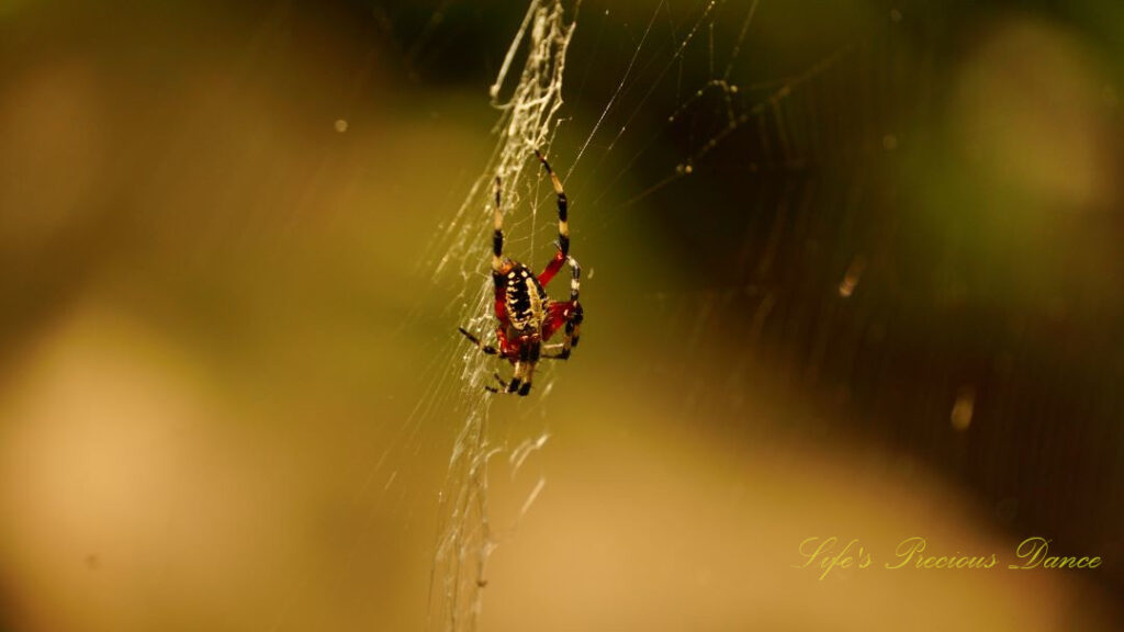 Close up of a Spotted Orbweaver in a web along a boardwalk.