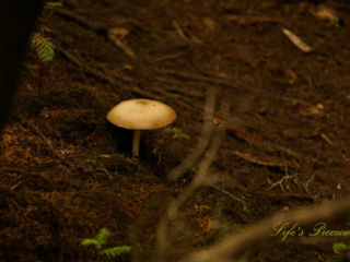 Mushroom poking up from the forest floor.