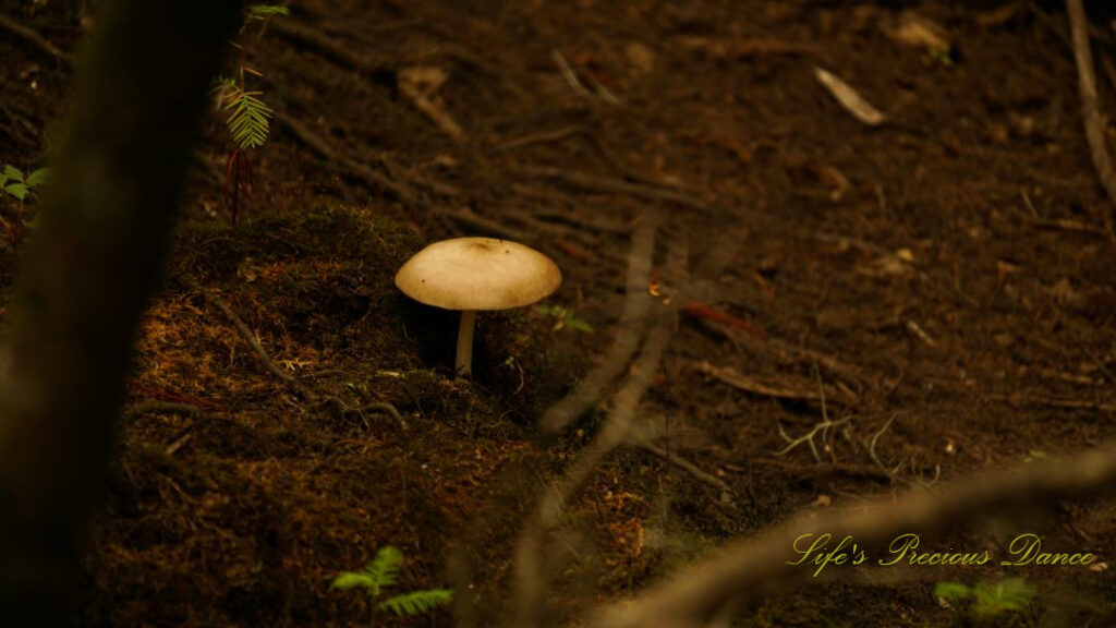 Mushroom poking up from the forest floor.