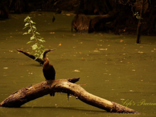 Anhinga on a log in the swamp at Beidler Forest.