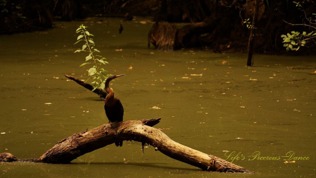 Anhinga on a log in the swamp at Beidler Forest.