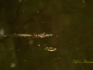 Baby alligator floating in the swamp at Beidler Forest.