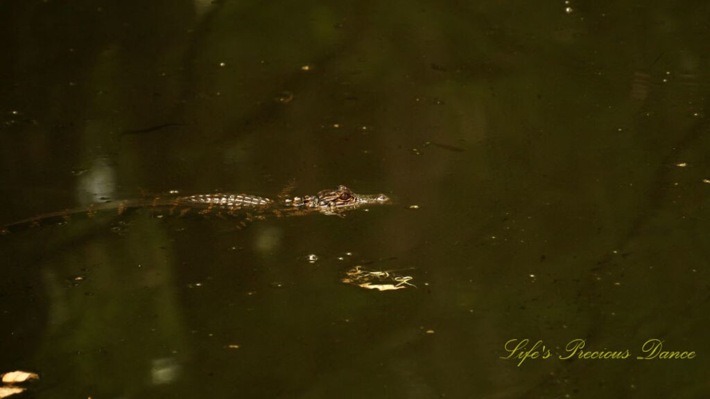 Baby alligator floating in the swamp at Beidler Forest.