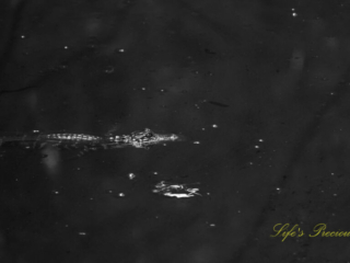 Black and white of a baby alligator floating in the swamp at Beidler Forest.