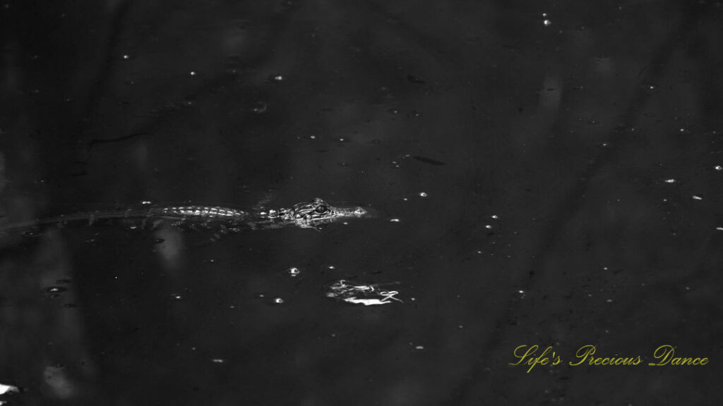 Black and white of a baby alligator floating in the swamp at Beidler Forest.