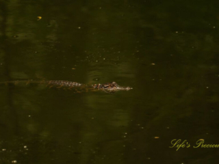 Baby alligator floating in the swamp at Beidler Forest.