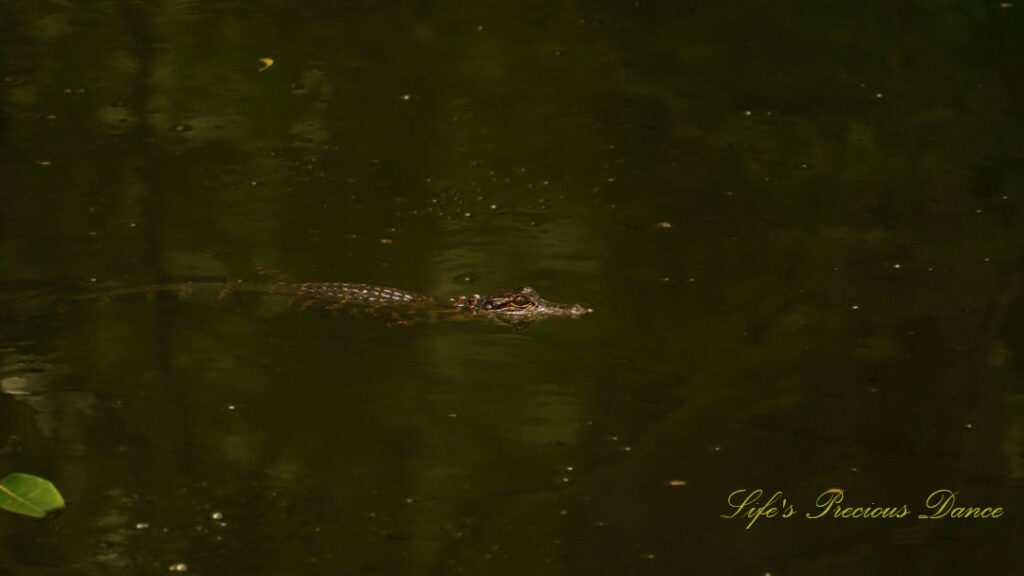 Baby alligator floating in the swamp at Beidler Forest.