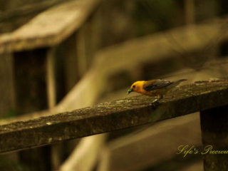 Prothonotary Warbler on the rail of a boardwalk with a worm in its beak.