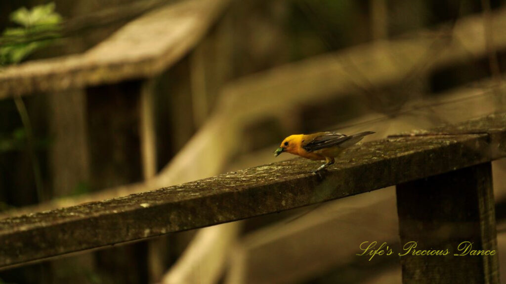 Prothonotary Warbler on the rail of a boardwalk with a worm in its beak.