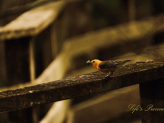 Prothonotary Warbler on the rail of a boardwalk with a worm in its beak.