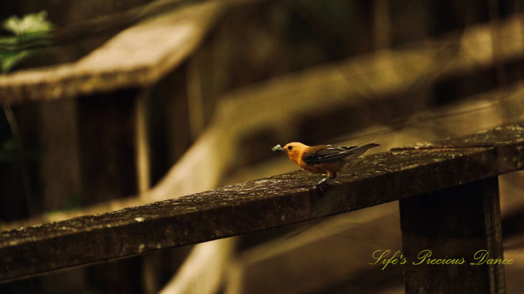 Prothonotary Warbler on the rail of a boardwalk with a worm in its beak.