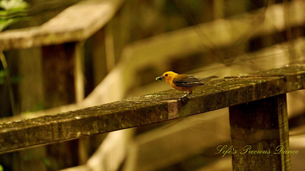 Prothonotary Warbler on the rail of a boardwalk with a worm in its beak.