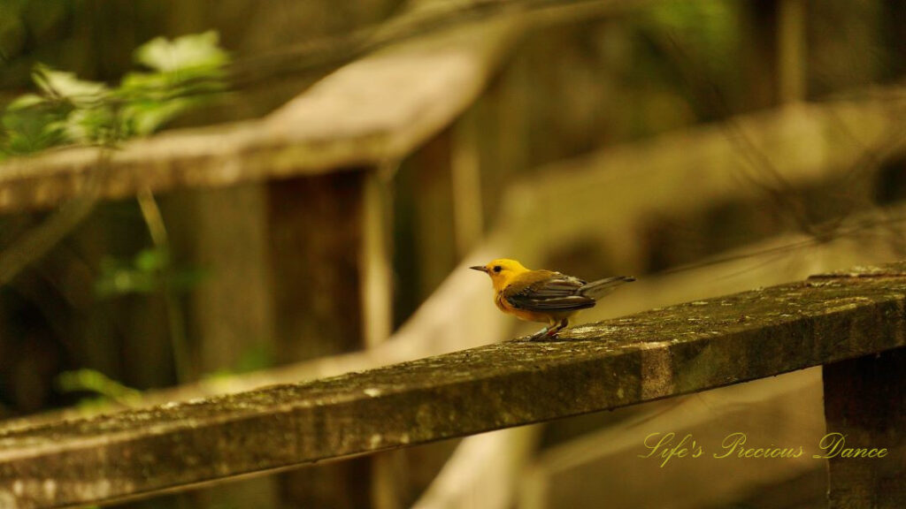 Prothonotary Warbler on the rail of a boardwalk.