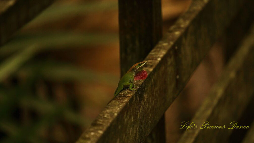 Green anole with its red throat puffed out on a boardwalk rail.