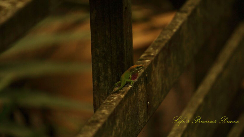 Green anole with its red throat puffed out on a boardwalk rail.