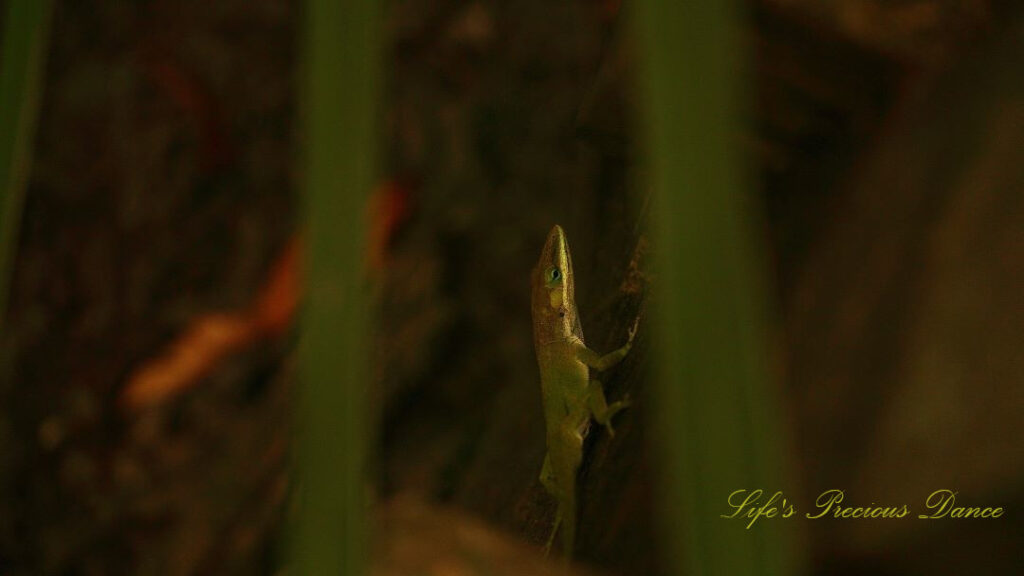 Green anole on a tree, framed by two blades of grass.