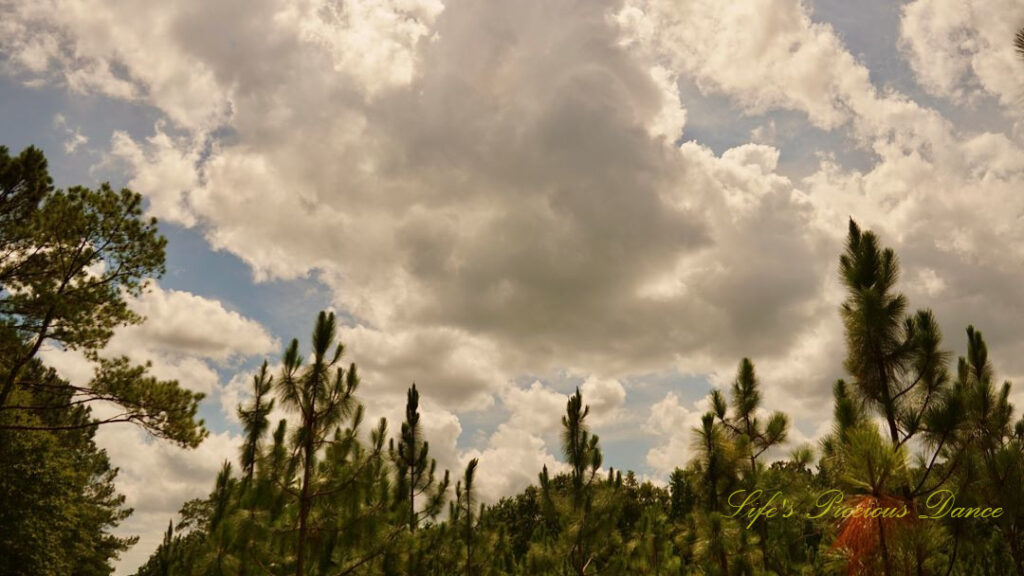 Passing clouds above a forest of pine trees.