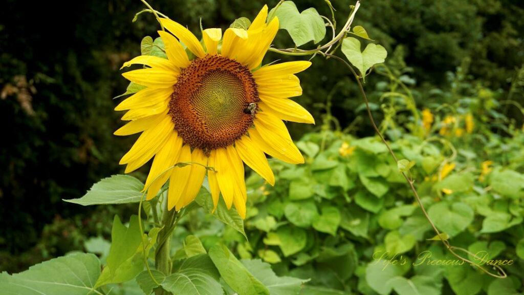 Sunflower in full bloom with a bumble bee and honey bee on its disk.