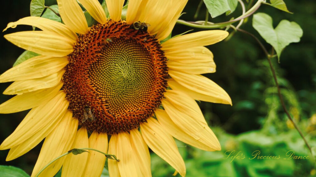 Close up of a sunflower in full bloom with a bumble bee and honey bee on its disk.