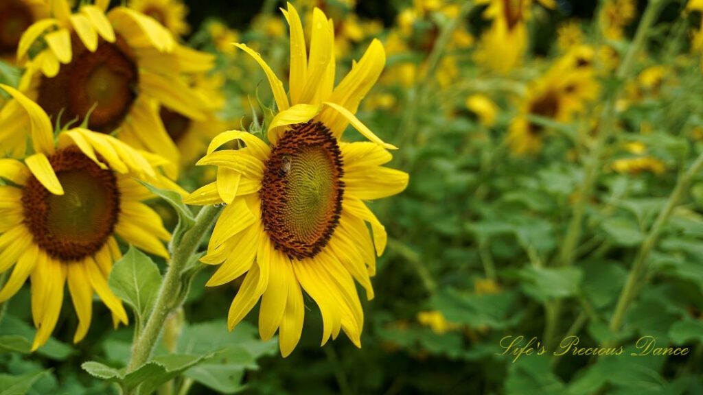 Side view of a sunflower in bloom with a honey bee on its disk.