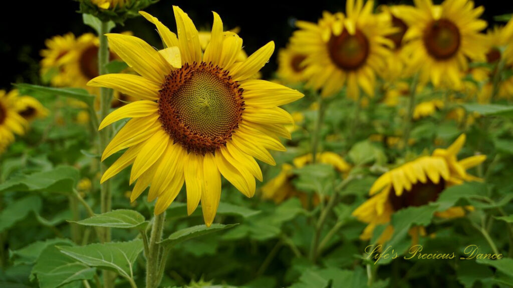 Sunflower in full bloom