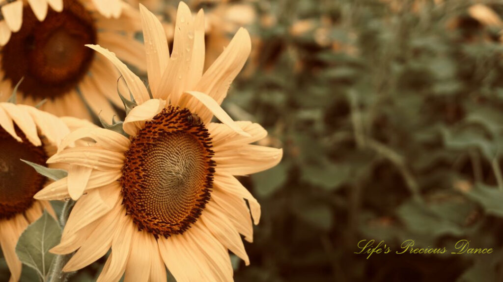 Close up of a sunflower in full bloom.