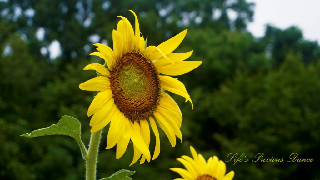 Sunflower in full bloom with a honey bee on its disk.