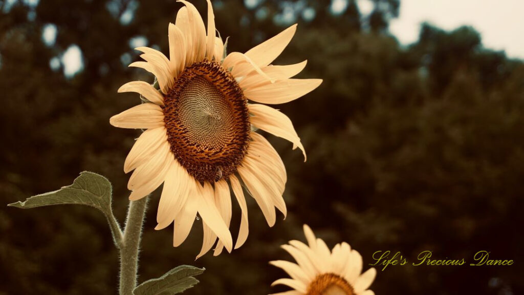 Sunflower in full bloom with a honey bee on its disk.