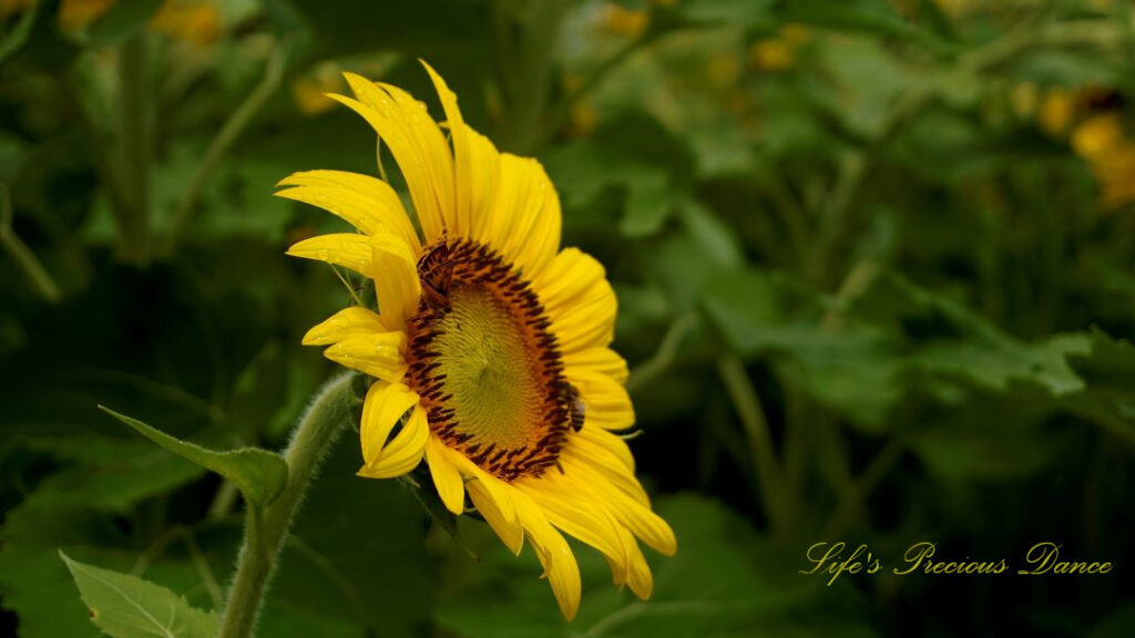 Side view of a sunflower in bloom with a honey bee on its disk.