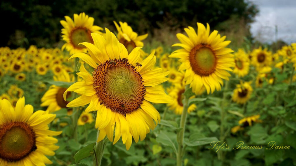 Sunflower in full bloom with multiple honey bees on its disk.