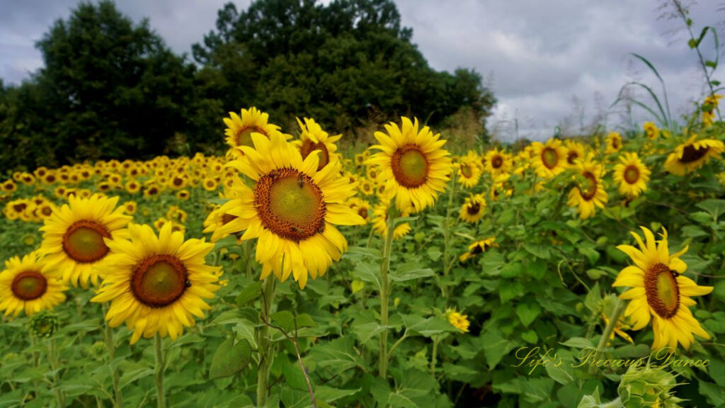 Field of sunflowers in bloom with bees pollinating them. Cloudy skies overhead.