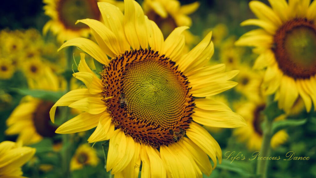 Close up of a sunflower in full bloom. Several honey bees on its disk.