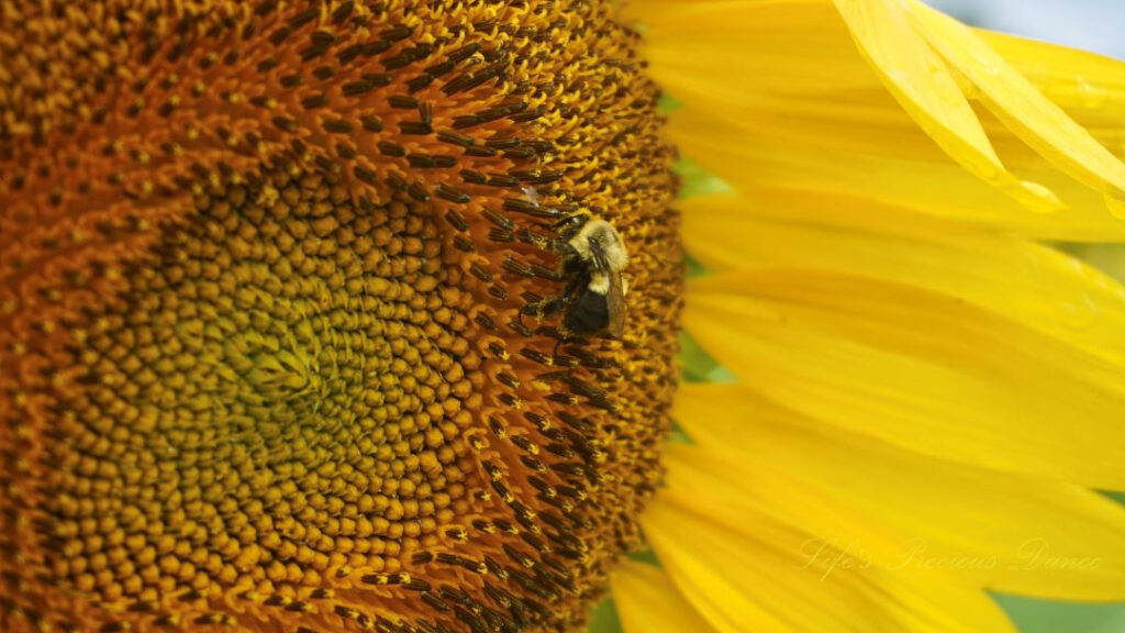 Close up of a honey bee on the disk of a sunflower.