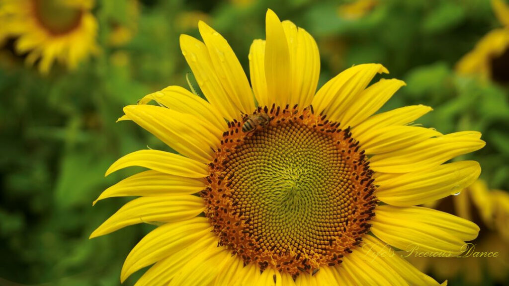 Close up of a honey bee on the disk of a sunflower.