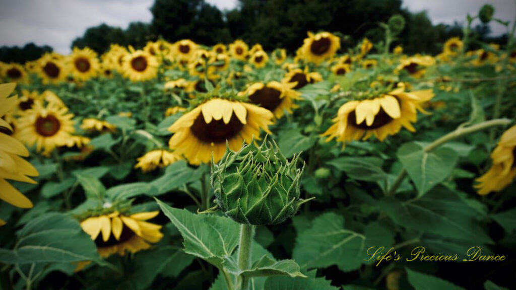 Close up of an unopened sunflower against a field of others in full bloom.