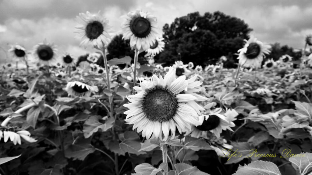 Black and white of sunflowers in full bloom.