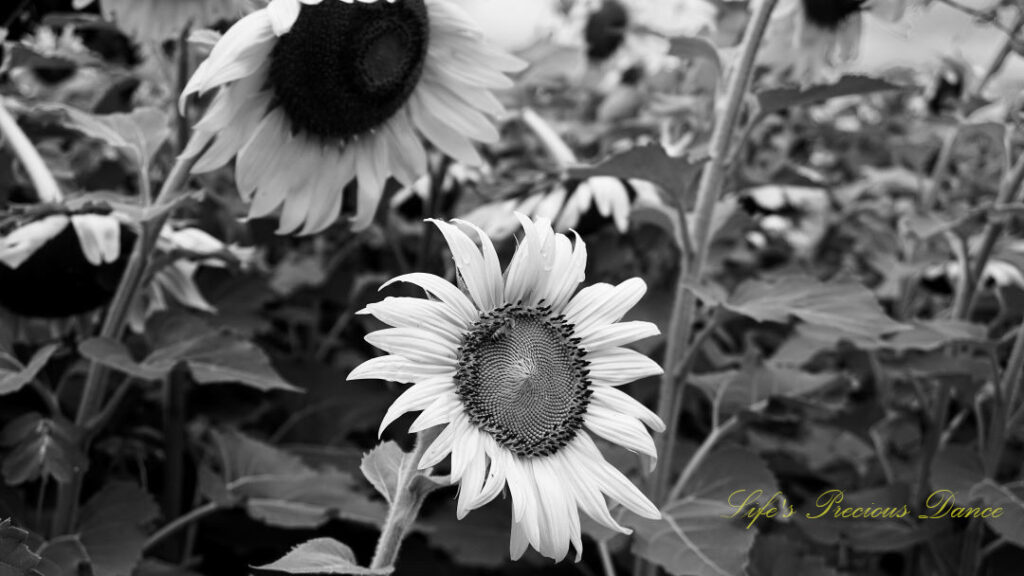 Black and white of a honey bee on the disk of a sunflower in full bloom.