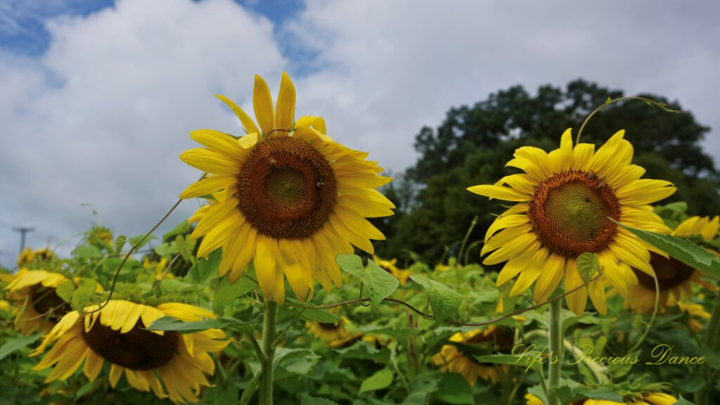 Close up of two sunflowers in full bloom, both with multiple bees on their disks.